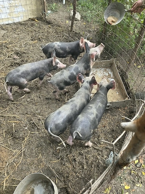 Porci rasa pietrain cu barsa 