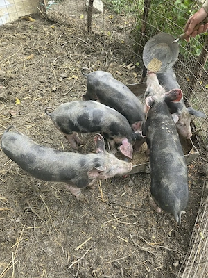 Porci rasa pietrain cu barsa  - imagine 3