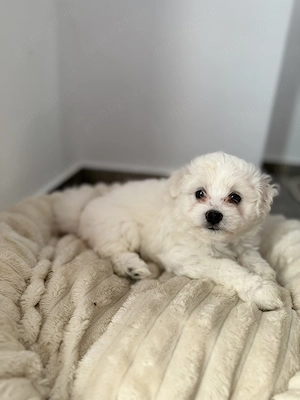 Fetiță Bichon Mini Toy - imagine 3