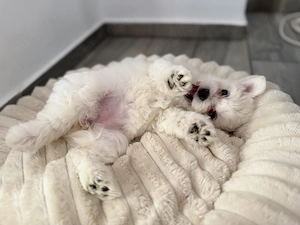 Fetiță Bichon Mini Toy - imagine 2