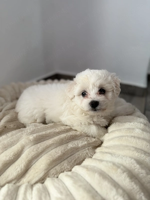 Fetiță Bichon Mini Toy