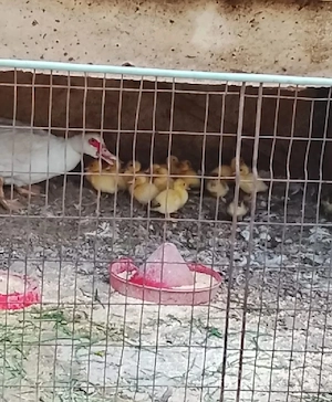 boboci rață mută 