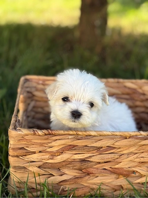 Bichon Maltez Baietel - 6 saptamani  - imagine 3