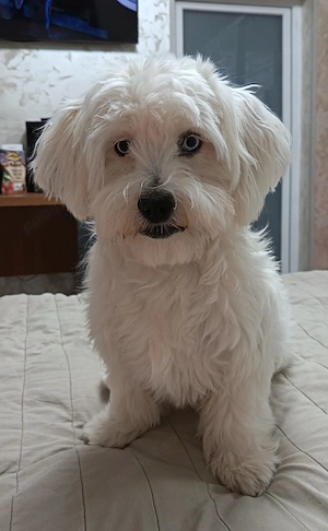 Bichon Maltez 