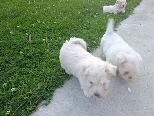 Bichon maltez puiuți blănoși  - imagine 5