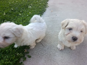 Bichon maltez puiuți blănoși  - imagine 4