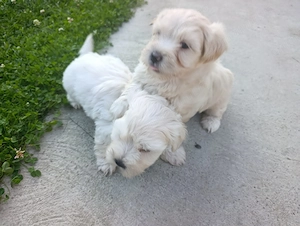 Bichon maltez puiuți blănoși  - imagine 3