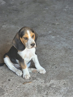 Cățelusi beagle tricolor!