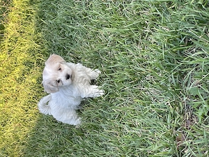 Pui bichon maltez