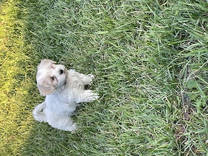 Pui bichon maltez - imagine 2