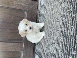 Pui bichon maltez - imagine 4