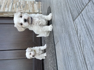 Pui bichon maltez - imagine 3