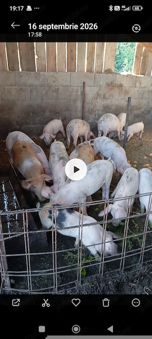 Soldani mari si purcei disponibili