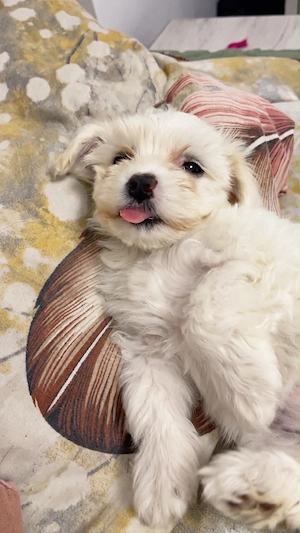 vând pui bichon maltez - imagine 3