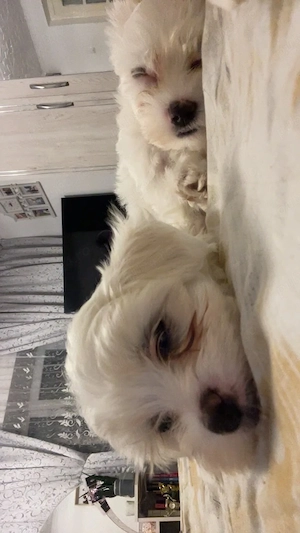 vând pui bichon maltez - imagine 2