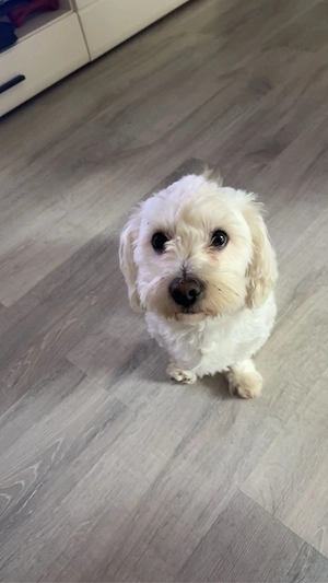 Donez bichon  - imagine 2