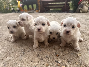 VÂND cățeluși rasa bichon maltez - imagine 2