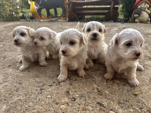 VÂND cățeluși rasa bichon maltez