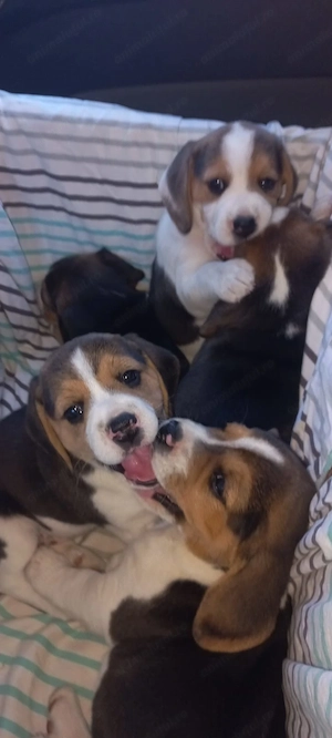 Fetițe beagle ,cautam stăpâni iubitori - imagine 2