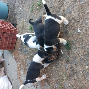 Fetițe beagle ,cautam stăpâni iubitori - imagine 5