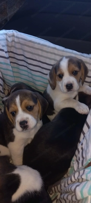 Fetițe beagle ,cautam stăpâni iubitori - imagine 4