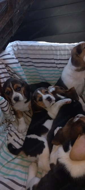 Fetițe beagle ,cautam stăpâni iubitori - imagine 3