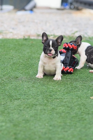 bulldog Francez 