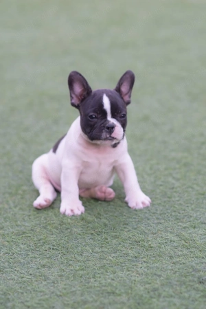 bulldog Francez 