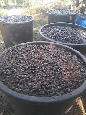 Prune de vânzare 