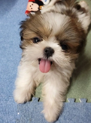 shih Tzu fetiță si baetel  - imagine 3