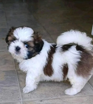 Shih Tzu jucaus - imagine 2