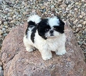 Shih Tzu jucaus - imagine 3
