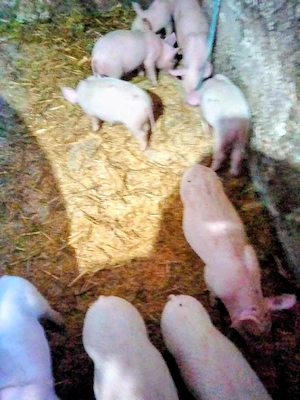 Purcei de 6 sptamani 