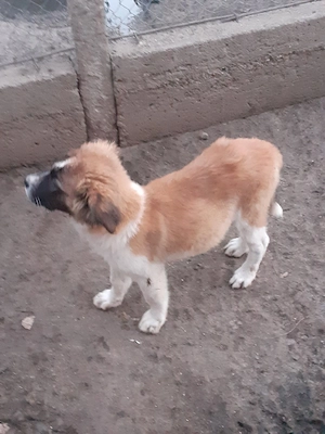De Vânzare Căței Saint - Bernard