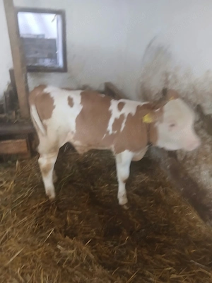 Vând vițel Bălțat Româneasc