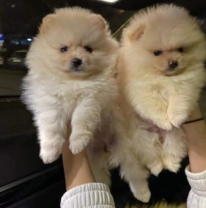 Pomeranian mini toy