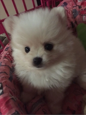 Pomeranian toy  - imagine 3