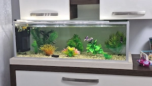 acvariu pesti complet 60litri. - imagine 2