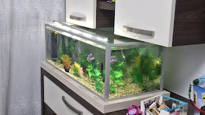 acvariu pesti complet 60litri. - imagine 3