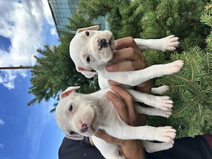Pui Amstaff vârsta 5 săptămâni  - imagine 2