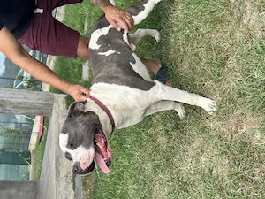 Pui Amstaff vârsta 5 săptămâni  - imagine 5