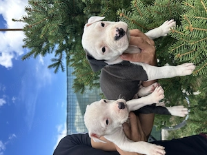Pui Amstaff vârsta 5 săptămâni 