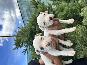 Pui Amstaff vârsta 5 săptămâni  - imagine 3