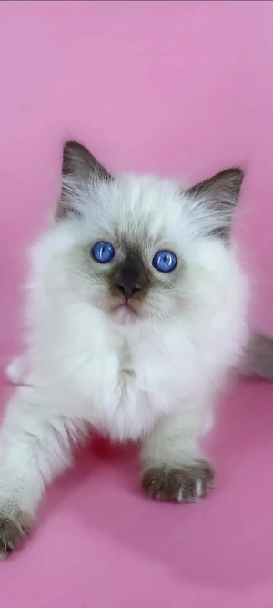 pisicuti ragdoll!!!