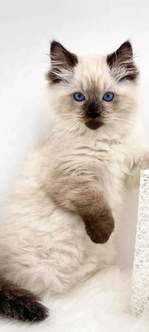 ragdoll asiguram transport!!!