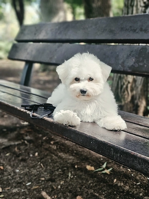 Pui bichon frisé cu pedigree AChR, din părinți cu rezultate excelente în competiții canine 