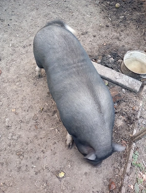 Vând  porc și purcea vietnamezi( nu sunt rude) născuți iunie 2024 - imagine 4
