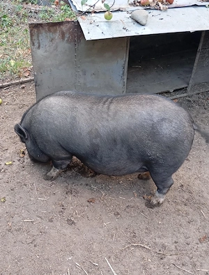 Vând  porc și purcea vietnamezi( nu sunt rude) născuți iunie 2024 - imagine 3
