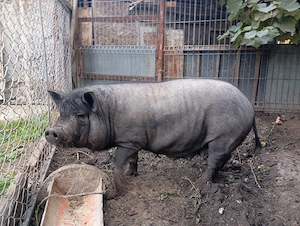 Vând  porc și purcea vietnamezi( nu sunt rude) născuți iunie 2024