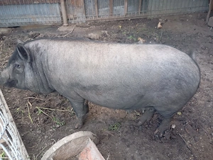 Vând  porc și purcea vietnamezi( nu sunt rude) născuți iunie 2024 - imagine 2